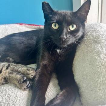 Blue Ridge -  Domestic Short Hair Cat for Adoption in East Montpelier, Vermont - Blue Ridge | PetCurious