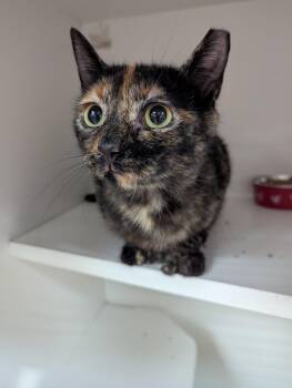 Stringbean -  Domestic Short Hair Cat for Adoption in Seven Valleys, Pennsylvania - Stringbean | PetCurious
