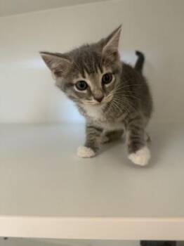 Rosfield -  Domestic Short Hair Cat for Adoption in Fairfax, Virginia - Rosfield | PetCurious