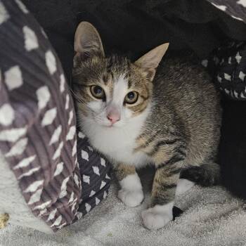 Wilbur -  Domestic Short Hair Cat for Adoption in Ridgely, Maryland - Wilbur | PetCurious