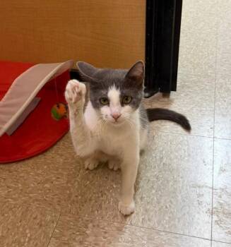 Fozzie -  Domestic Short Hair Cat Available for Adoption in Spring Brook, New York - Fozzie | PetCurious