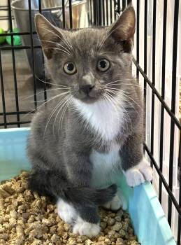 Rescue Tuxedo Cats for Adoption in Lampasas, Texas - Milton | PetCurious