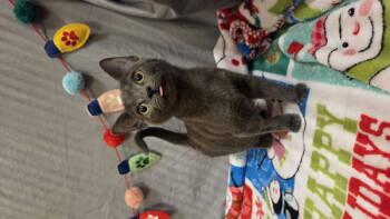 Rescue Domestic Short Hair Cats for Adoption in Delran, New Jersey - Windee | PetCurious