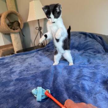 Rescue Domestic Short Hair Cats for Adoption in Maple Falls, Washington - Donovan | PetCurious