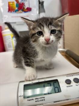 Rescue Domestic Short Hair Cats for Adoption in El Paso, Texas - Rambo | PetCurious