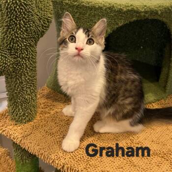 Graham -  Domestic Long Hair Cat for Adoption in Mantua Township, New Jersey - Graham | PetCurious