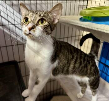 Dolly Parton -  Domestic Short Hair Cat for Adoption in Centerville, Georgia - Dolly Parton | PetCurious