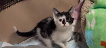 American Shorthair Cats Available for Adoption - Crutchy | PetCurious
