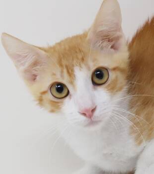 Egyptian Mau and Turkish Van Cats Available for Adoption in Bedford Hills, New York - Sunny Will Make Your Life Shine For Sure LOVER VIDEO EMERGENCY D | PetCurious