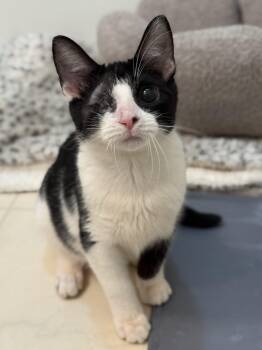 Domestic Short Hair Cats Available for Adoption - Mackinac | PetCurious