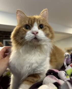 Sam (long hair, part Persian) -  Persian Cat for Adoption in Fairfax, Virginia - Sam (long Hair, Part Persian) | PetCurious