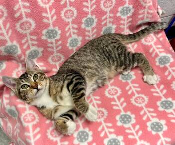 Butter -  Domestic Short Hair Cat for Adoption in Edinburg, Virginia - Butter | PetCurious