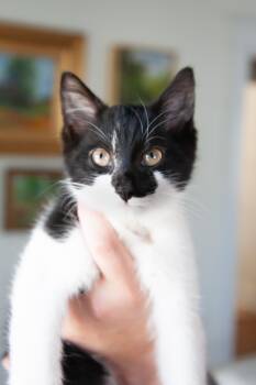 Brooks -  Domestic Short Hair Cat for Adoption in Franklin, Tennessee - Brooks | PetCurious