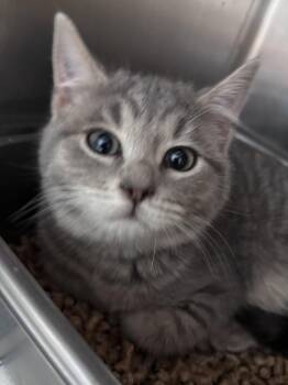Domestic Short Hair Cats Available for Adoption in Rustburg, Virginia - Crape (Mac) - At Shelter | PetCurious