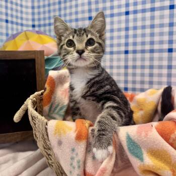 Wren -  Domestic Short Hair Cat Available for Adoption in MS STATE UNIV, Mississippi - Wren | PetCurious