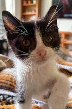 Theon Ha -  Domestic Short Hair Cat for Adoption in West Peoria, Illinois - Theon Ha | PetCurious