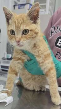 Domestic Short Hair Cats Available for Adoption in Hillsdale, Indiana - Drake | PetCurious