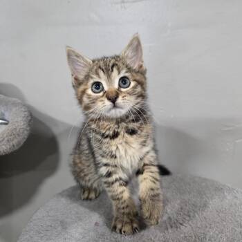 Rescue Torbie and Domestic Short Hair Cats for Adoption in Mastic, New York - Teddy | PetCurious