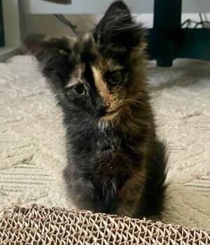 Dionne -  Tortoiseshell Cat for Adoption in Roxbury Township, New Jersey - Dionne | PetCurious