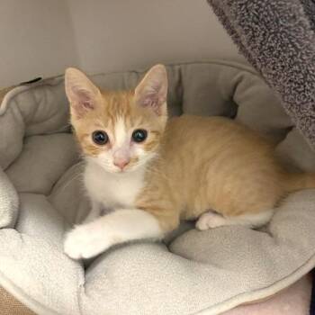 Helga -  Domestic Short Hair Cat for Adoption in Phoenix, Arizona - Helga | PetCurious