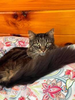 Coal -  Domestic Long Hair Cat for Adoption in Gorham, Maine - Coal | PetCurious