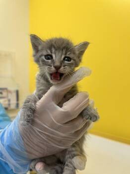 Tchotchke -  Domestic Short Hair Cat for Adoption in Raleigh, North Carolina - Tchotchke | PetCurious