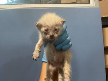 RAE -  Domestic Short Hair Cat for Adoption in San Bernardino, California - RAE | PetCurious