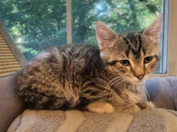 Tavi -  Domestic Short Hair Cat for Adoption in Reston, Virginia - Tavi | PetCurious
