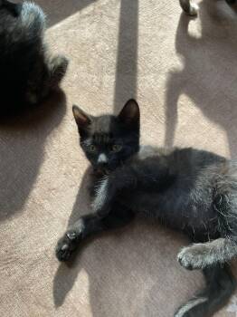 Wesley KITTEN -  Domestic Short Hair Cat for Adoption in Rockaway, New Jersey - Wesley KITTEN | PetCurious
