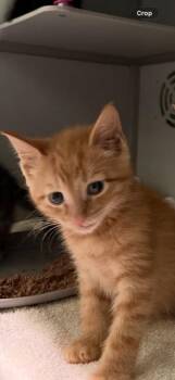 Hickory -  Domestic Short Hair Cat for Adoption in Honesdale, Pennsylvania - Hickory | PetCurious