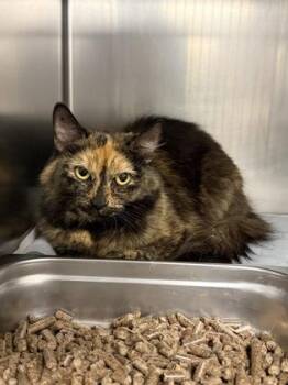 Clare -  Domestic Medium Hair and Domestic Short Hair Cat for Adoption in Lowell, Massachusetts - Clare | PetCurious