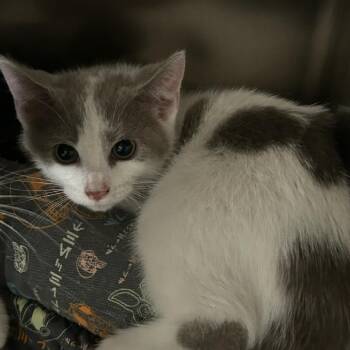 Lilac -  Domestic Short Hair Cat for Adoption in Breese, Illinois - Lilac | PetCurious