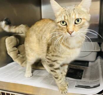 Rescue Tabby and Domestic Short Hair Cats for Adoption in Seabrook, Texas - Cinnamon | PetCurious