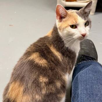 Domestic Short Hair Cats Available for Adoption - Sasha | PetCurious