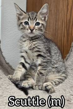 Scuttle -  Domestic Short Hair Cat Available for Adoption in Chilliwack, British Columbia - Scuttle | PetCurious