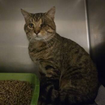 Rescue Domestic Short Hair Cats for Adoption in Bristol, Indiana - Harrison | PetCurious