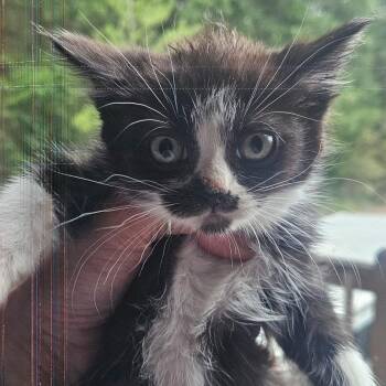 RuthAnn -  Domestic Medium Hair Cat for Adoption in Belfair, Washington - RuthAnn | PetCurious