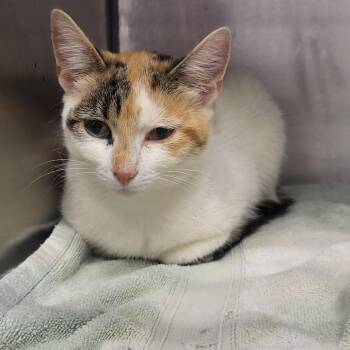 Domestic Short Hair Cats Available for Adoption in Martinsville, Virginia - Copy | PetCurious