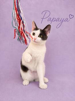 Papaya (FCID# 05/19/2026 - 175) Willow Grove -  Domestic Short Hair Cat for Adoption in Greenville, Delaware - Papaya (FCID# 05/19/2026 - 175) Willow Grove | PetCurious