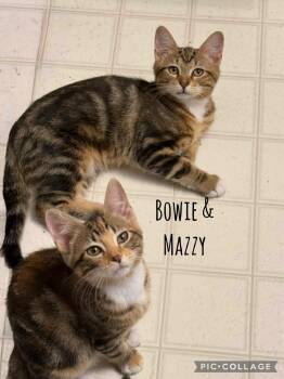 Rescue Domestic Short Hair Cats for Adoption in Mokena, Illinois - Bowie & Mazzy | PetCurious