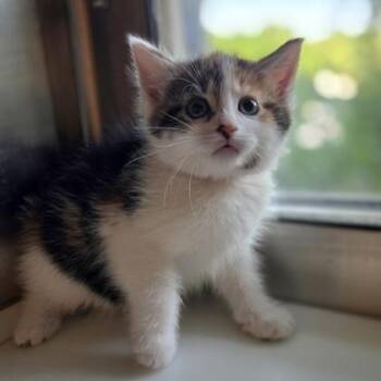 Tulip -  Domestic Short Hair Cat for Adoption in Westland, Michigan - Tulip | PetCurious