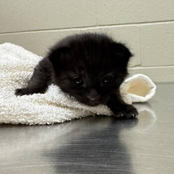 Domestic Short Hair Cats Available for Adoption in Elmwood Park, Wisconsin - Cobb | PetCurious