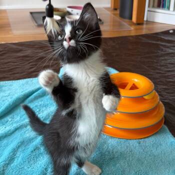 Notebook -  Domestic Short Hair Cat for Adoption in Evanston, Illinois - Notebook | PetCurious