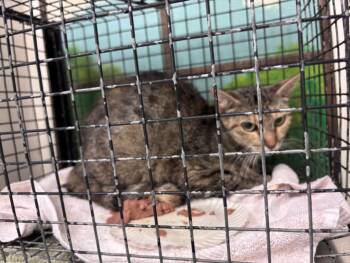 TONY -  Domestic Short Hair Cat for Adoption in Houston, Texas - TONY | PetCurious