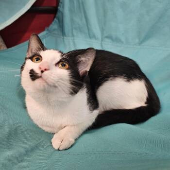 Rescue Tuxedo Cats for Adoption in Richmond, Virginia - Lulu | PetCurious