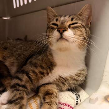 Miss Honey -  Domestic Short Hair Cat for Adoption in Newark, New Jersey - Miss Honey | PetCurious