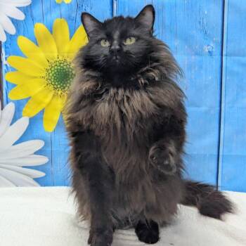 Domestic Long Hair Cats Available for Adoption in Pekin, Illinois - Captain Underpants | PetCurious