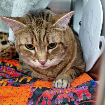Cat Friend -  Domestic Short Hair Cat for Adoption in Philadelphia, Pennsylvania - Cat Friend | PetCurious
