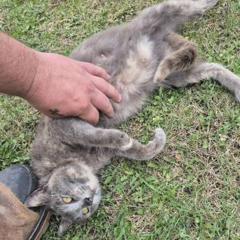 Domestic Short Hair Cats Available for Adoption in Rochester, Minnesota - Found Dodge Center | PetCurious