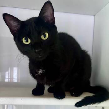 Mochi -  Domestic Short Hair Cat for Adoption in Cumming, Georgia - Mochi | PetCurious